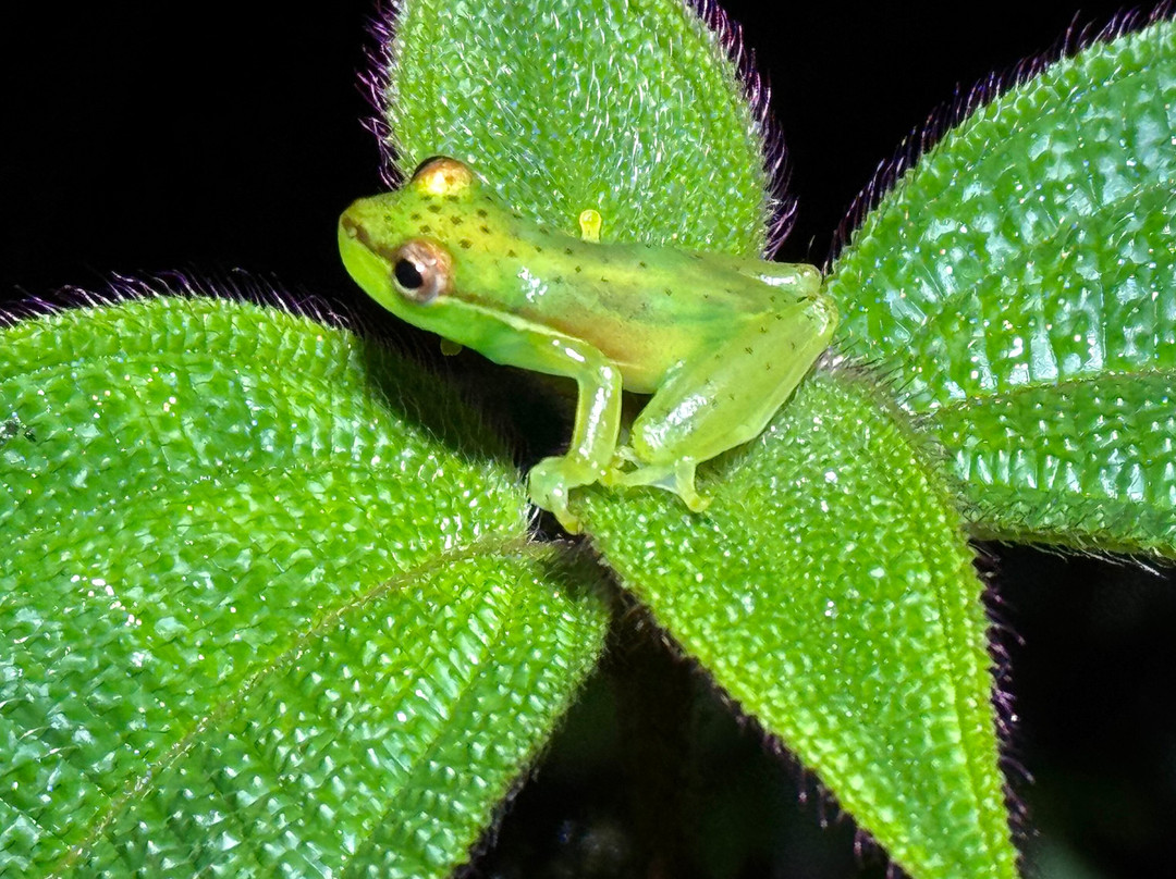 Tapir Valley Nature Reserve-Bijagua de Upala必去景点