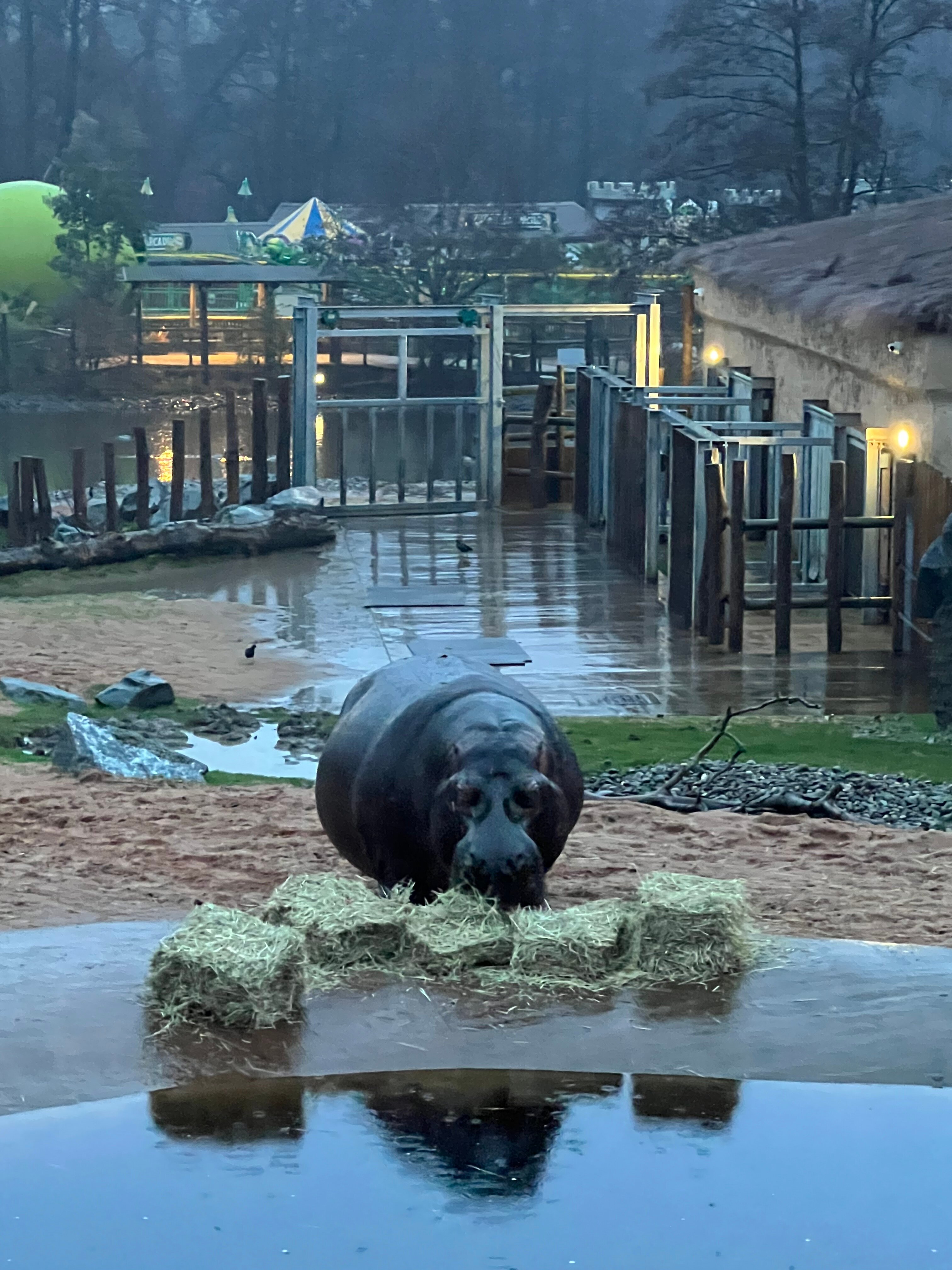 Safari Lodges At West Midlands Safari Park-官方