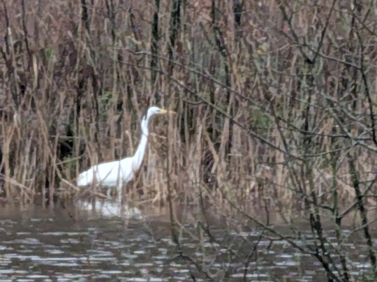 Mere Sands Wood Nature Reserve-Rufford必去景点