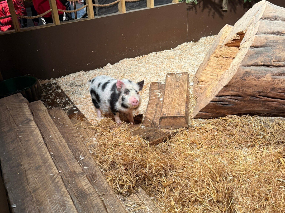 SnowDome-塔姆沃思必去景点