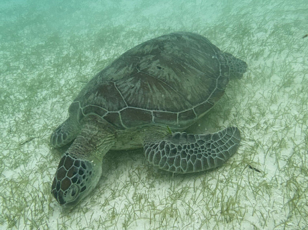 Balabac Tour By The Wanderwalkers-巴拉巴克必去景点