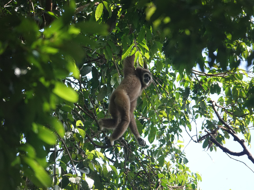 SUMECO (Sumatra Ecoproject)-武吉拉旺必去景点