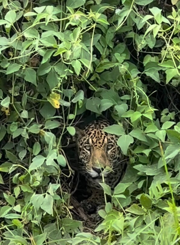 Spot Jaguar Pantanal South Wild Jaguar Tour-科龙巴必去景点