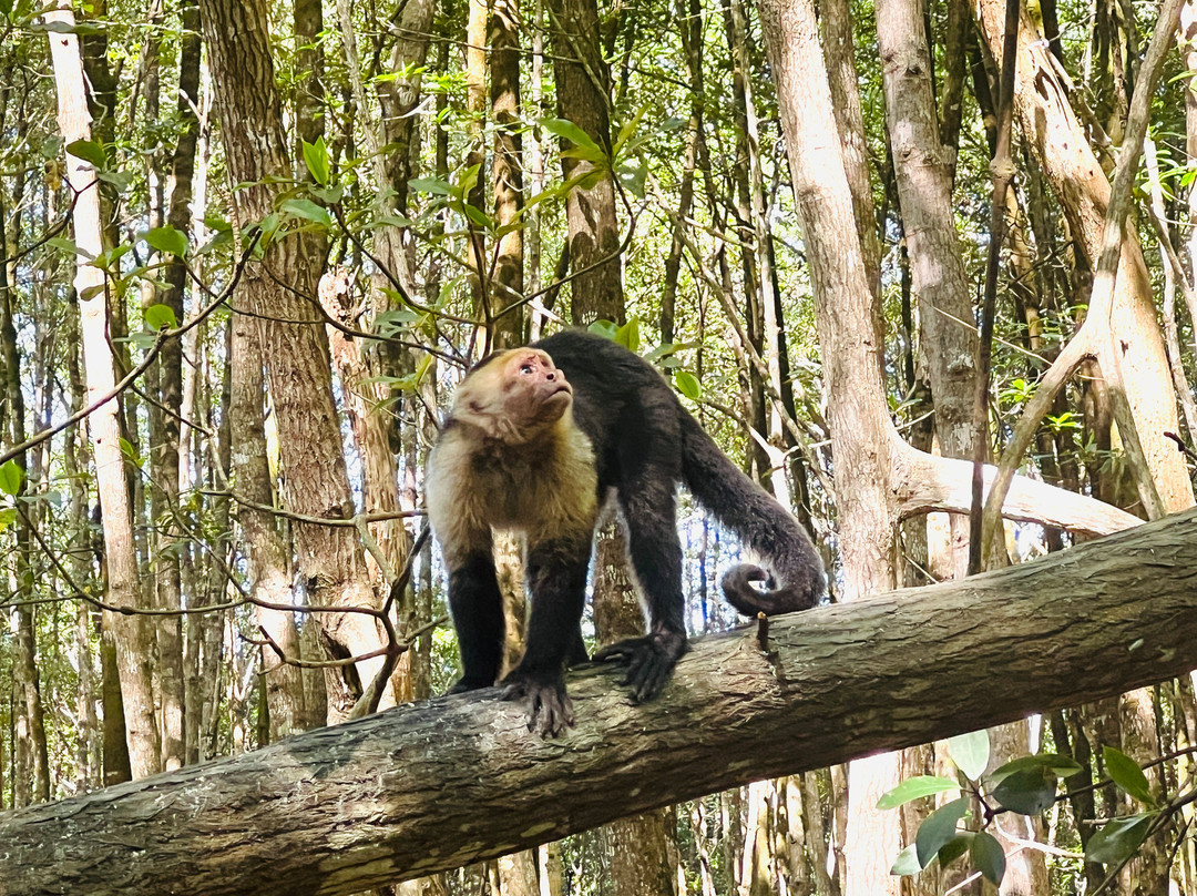 WAKING DREAMS COSTA RICA-圣何塞必去景点