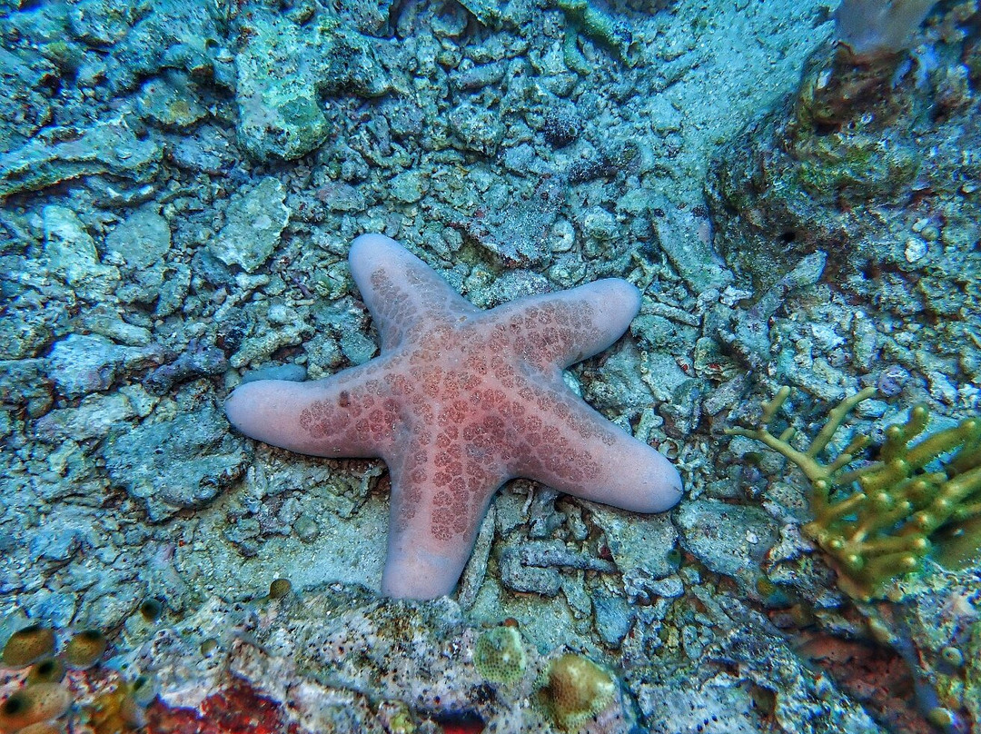 Menjangan Tour Snorkeling & Diving-Pejarakan必去景点