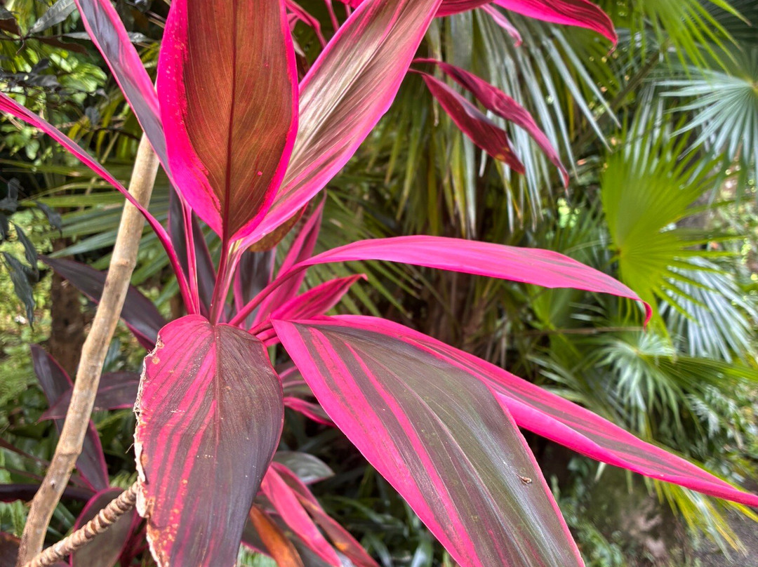 Ecotours Jardin Creole-Le Marin必去景点