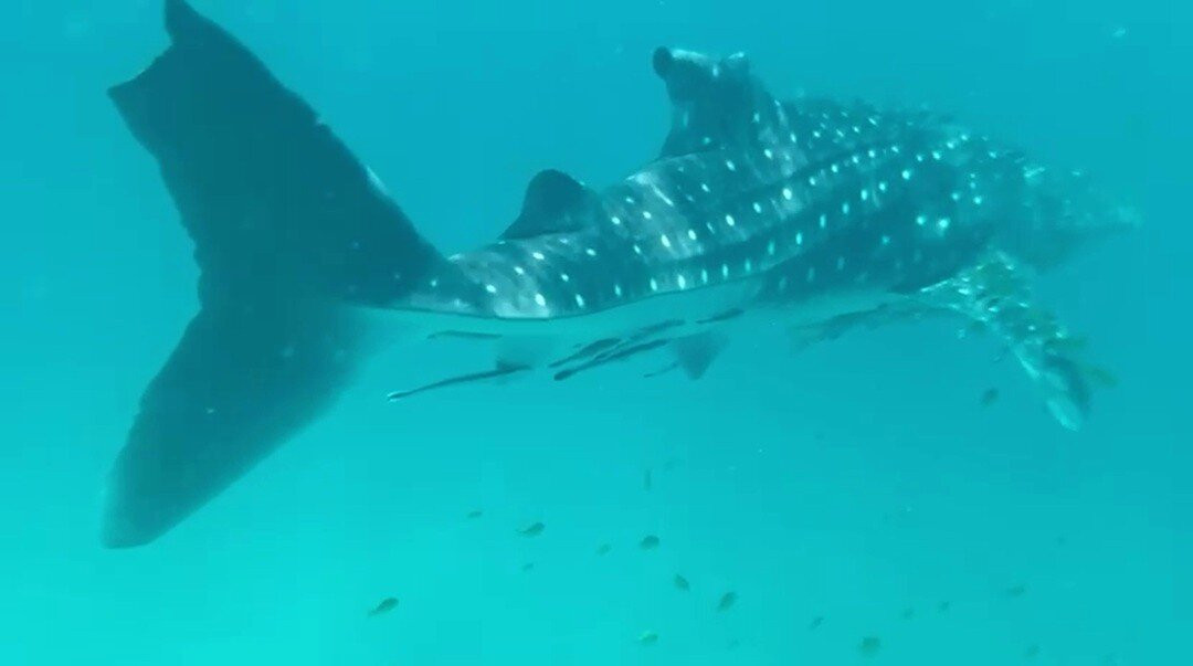 Afro Whale Shark Safari-马菲亚岛必去景点