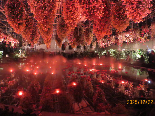 Begonia Garden-桑名市必去景点