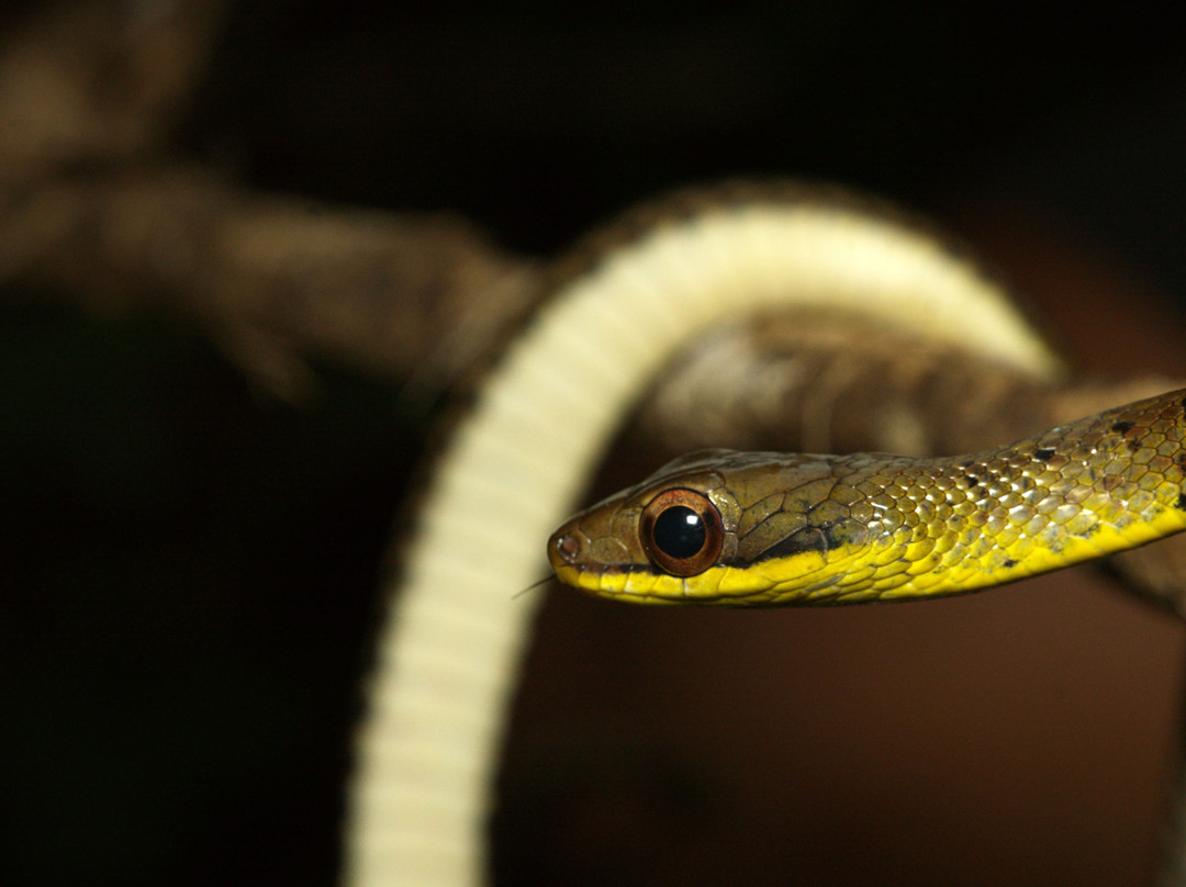 Sierpefrogs-Sierpe必去景点