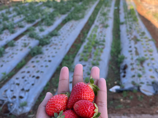 Manshas High-5 Resort主图