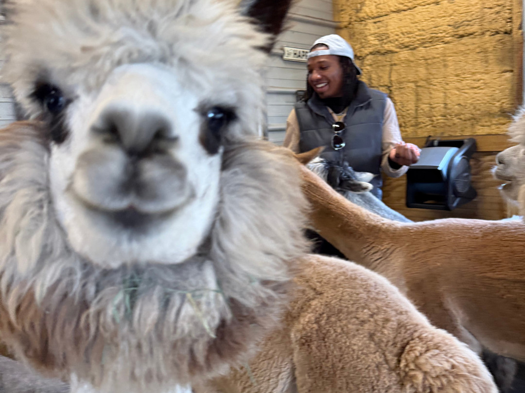 Shady Rest Alpacas-杰克逊维尔必去景点