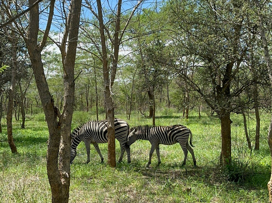 Kumbali Country Lodge主图