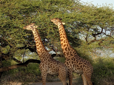 Mindful Adventure Limited-姆万扎必去景点