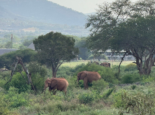 Safari In Kenya Con Samba-瓦塔木必去景点