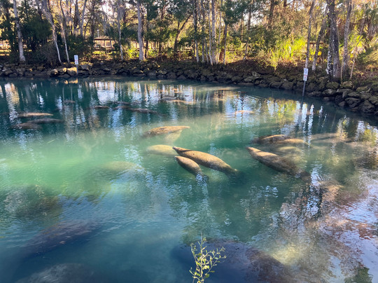 Crystal River National Wildlife Refuge-克里斯特尔里弗必去景点