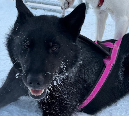 Era-Susi Huskies - Day Tours-Rukatunturi必去景点