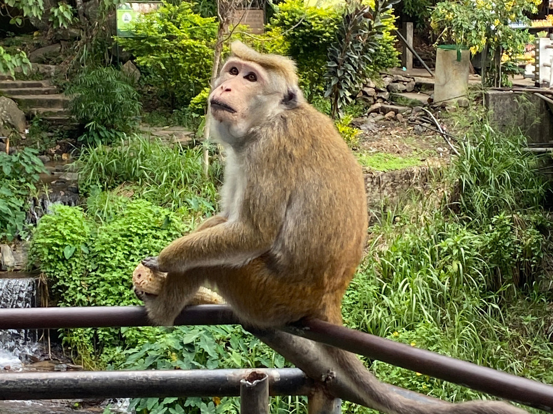 Ceylanica Adventures-Kadawata必去景点