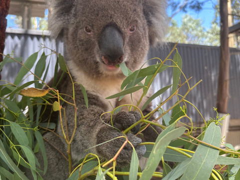 Softfoot Farm & Wildlife Park-Hindmarsh Valley必去景点
