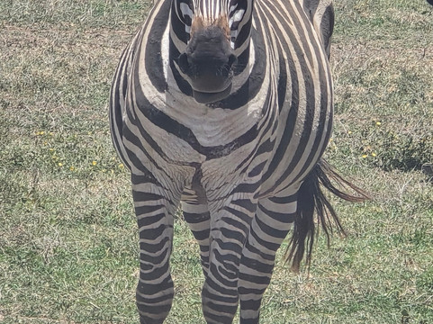 Key2Africa Safaris-阿鲁沙必去景点