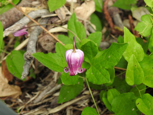 Selva Teenek Ecopark主图