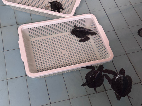 Sea Turtle Village-沙努尔必去景点