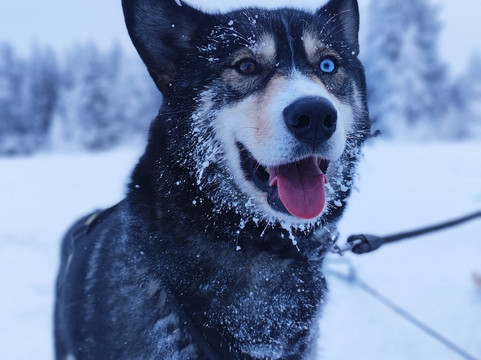 Openlappland-Amsele必去景点