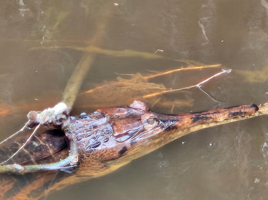 Sister Tour-Pangkalan Bun必去景点