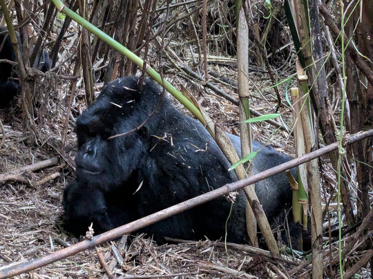 Rwanda Gorilla Trek - Day Tours-Huye必去景点