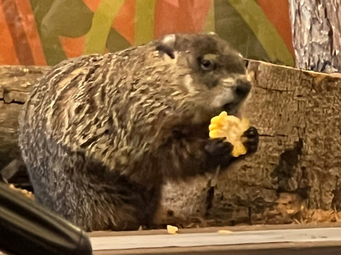 Turtle Back Zoo-西奥兰治必去景点