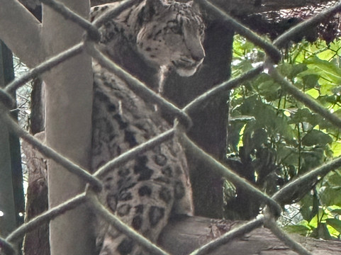 Padmaja Naidu Himalayan Zoological Park-大吉岭必去景点