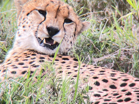 Shoor Safaris Kenya-内罗毕必去景点