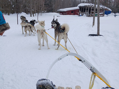 Windrift Kennel-奥里利亚必去景点