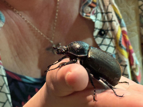 蟲鳴大地-巴巷海滩必去景点