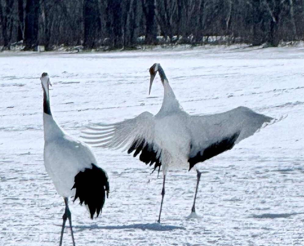 Akan International Crane Centre-钏路市必去景点