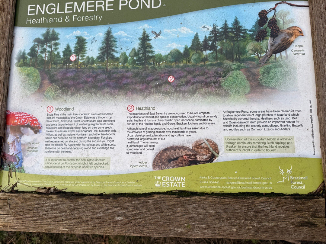 Englemere Pond-Ascot必去景点