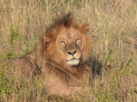 Mufasa Tours and Travels-内罗毕必去景点