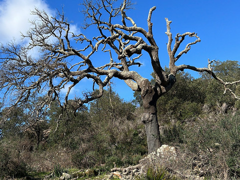 拉阿尔莫雷玛酒店主图