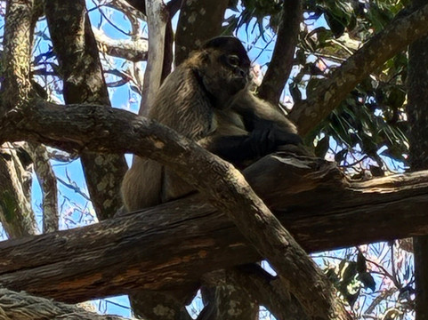 Rescate Wildlife Rescue Center-阿拉辉拉必去景点