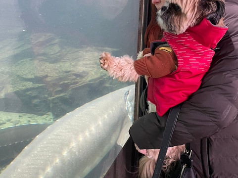 Sturgeon Viewing Pond and Interpretive Center-Cascade Locks必去景点
