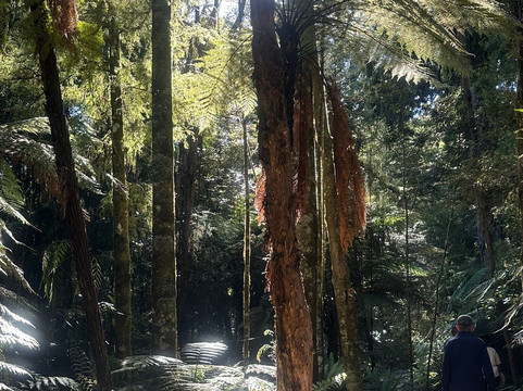Te Waikoropupu Springs (Pupu Springs)-南岛必去景点