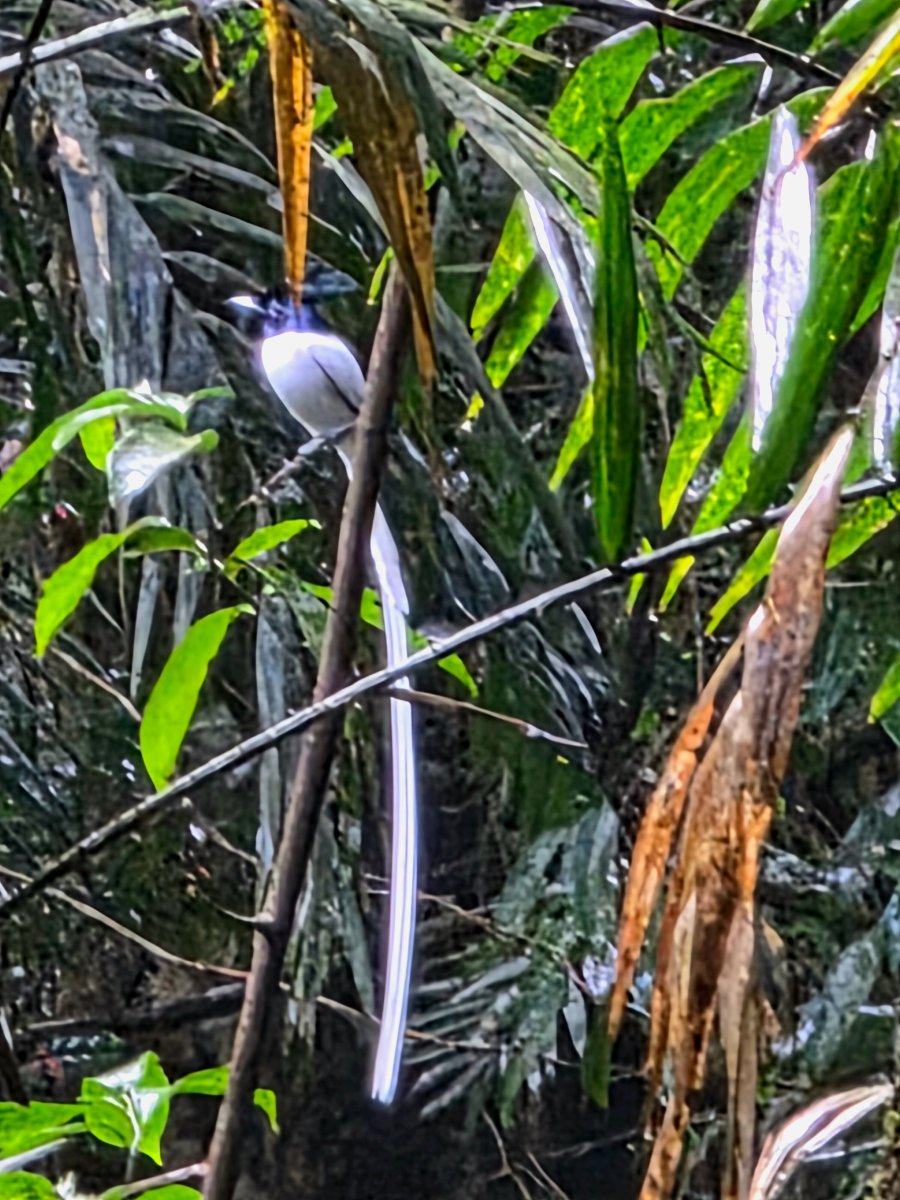 热带雨林生态度假旅馆-官方