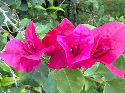 Jardin Botanique de Valombreuse-Petit-Bourg必去景点