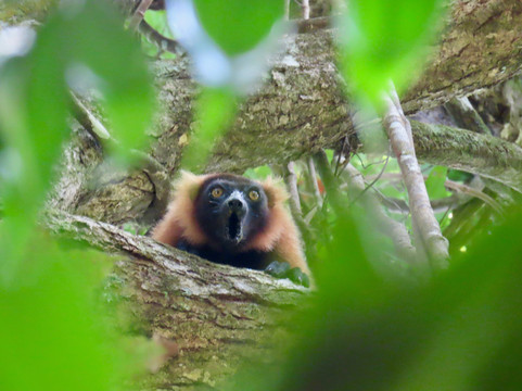 Masoala Travel Guide-Maroantsetra必去景点