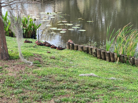 Bonnet Springs Park-莱克兰必去景点