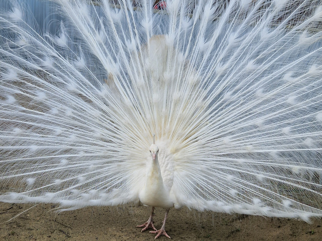 The Meadows Farm-卡菲利必去景点