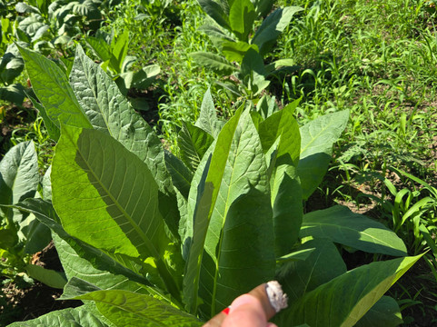 Zemis Tobacco and Cigars Factory-圣地亚哥必去景点