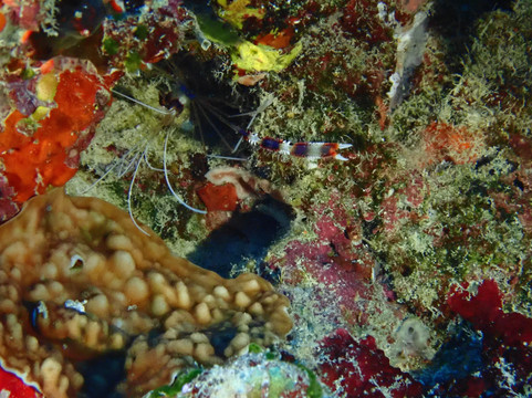 Prodivers Maldives-古丽都岛必去景点