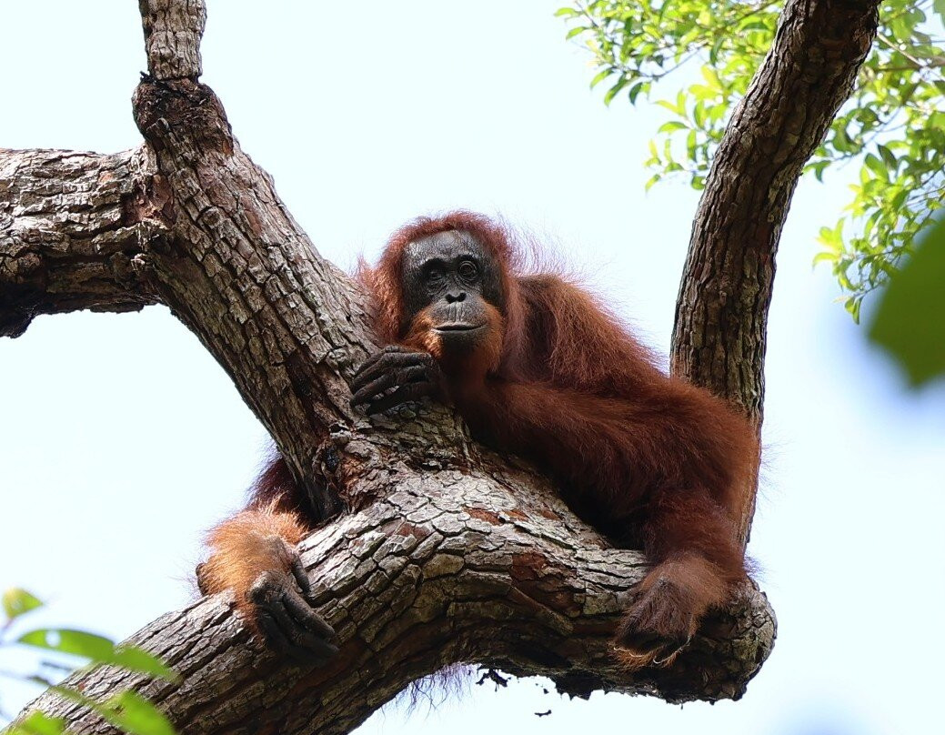 Jenie Subaru - Tanjung Puting National Park Tour Organizer-Kumai必去景点