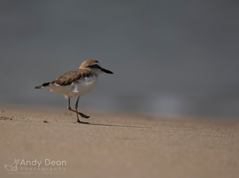 Gambian Bird Guide Ansuman Drammeh -  Best Boy Tours-塞瑞库达必去景点
