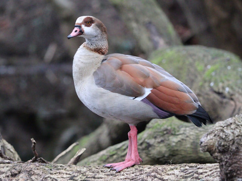 Bromley Palace Park-布罗姆利必去景点